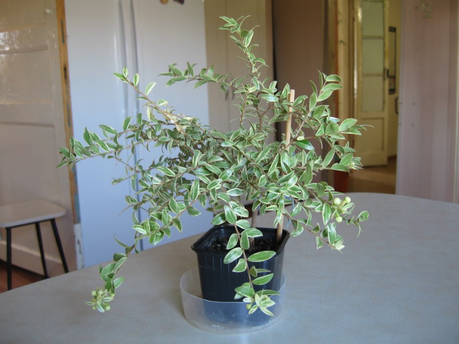 Мирт Flore pleno