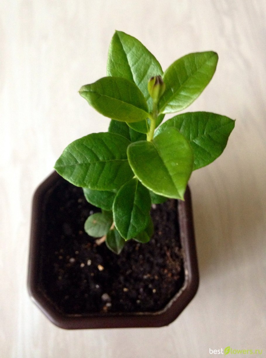 Мирт лума апикулата