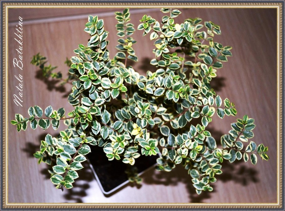 Мирт лума вариегатный