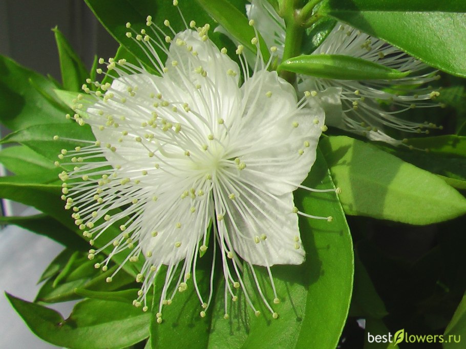 Мирт крупнолистовой вариегатный