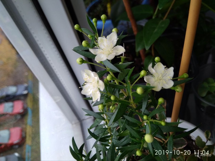 Мирт Боэтика