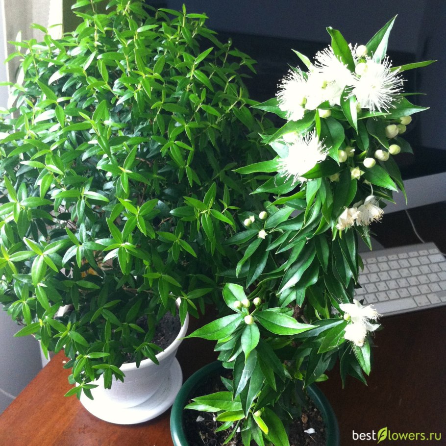 Мирт Тарантино