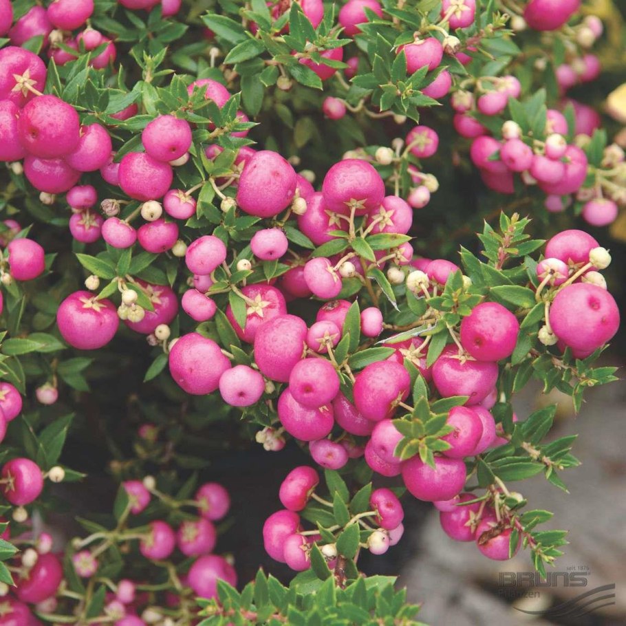 Гаультерия пернеттия