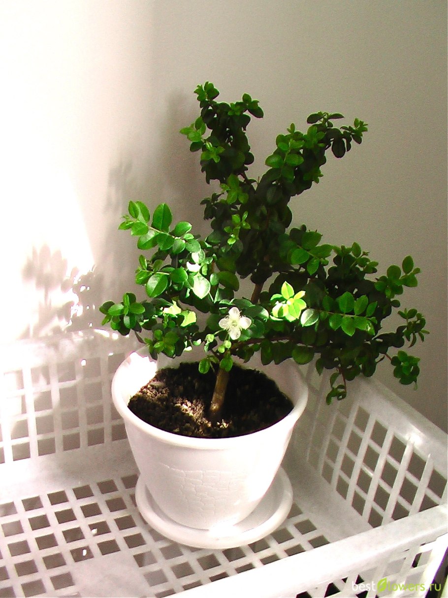 Мирт крупнолистовой вариегатный