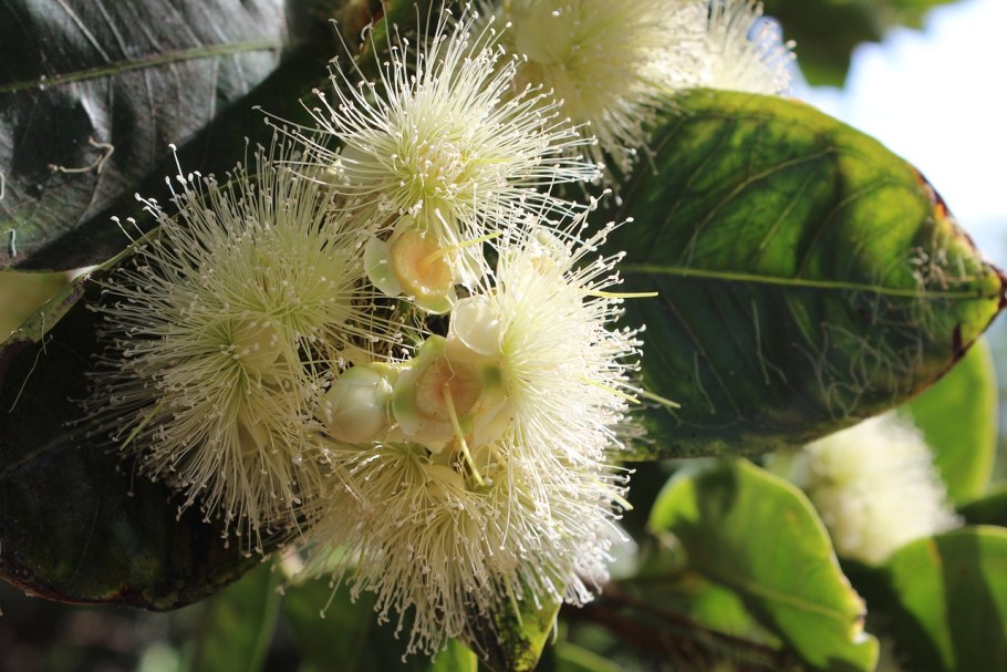 Syzygium samarangense