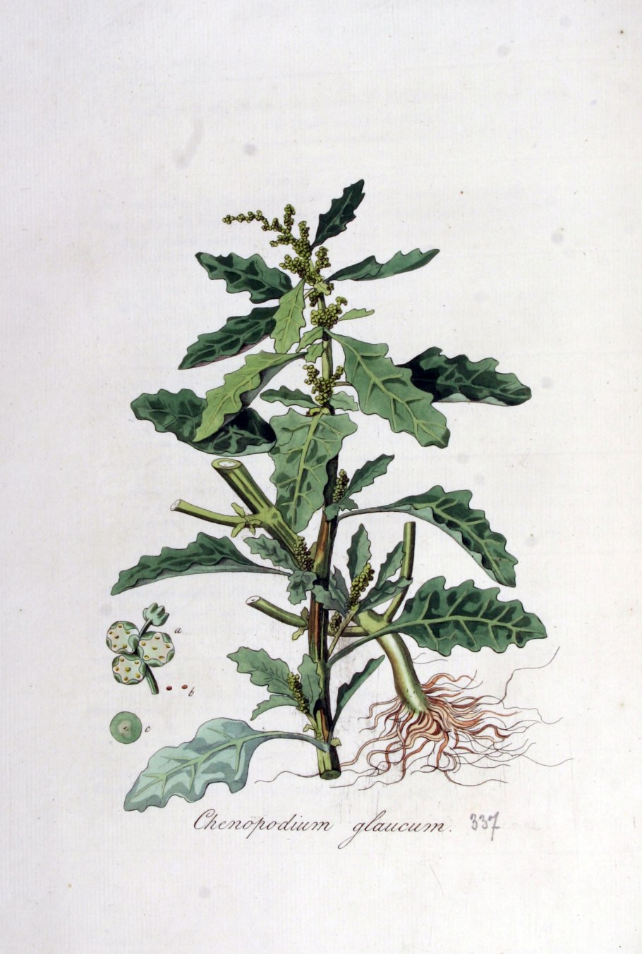 Марь сизая (Chenopodium glaucum)