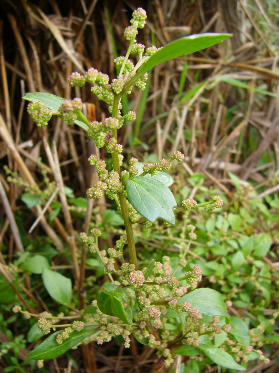 Марь сизая (Chenopodium glaucum)
