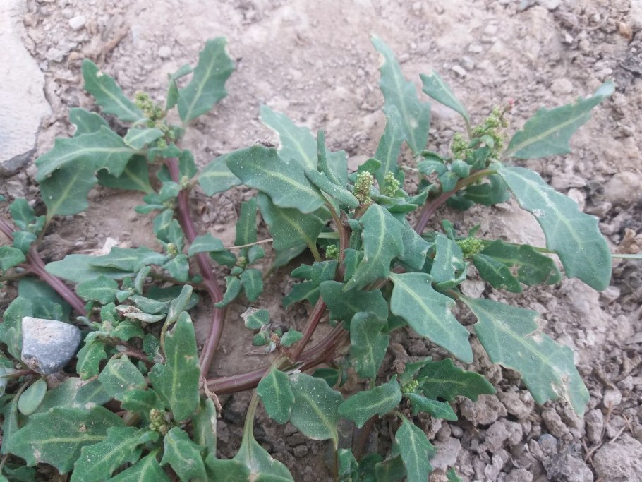 Марь сизая (Chenopodium glaucum)