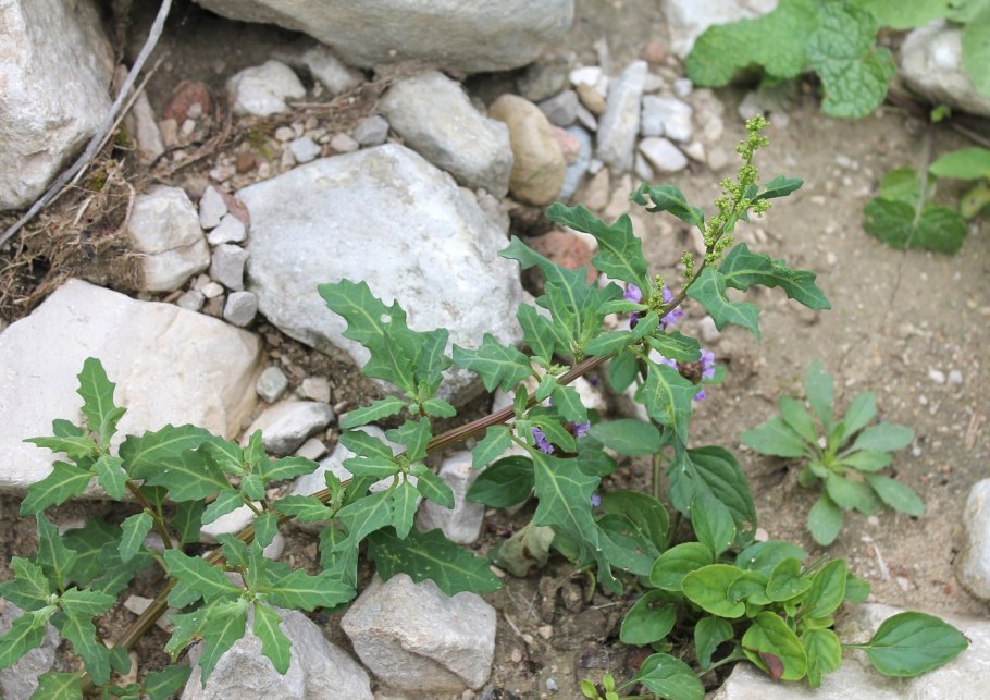 Оксибазис сизый