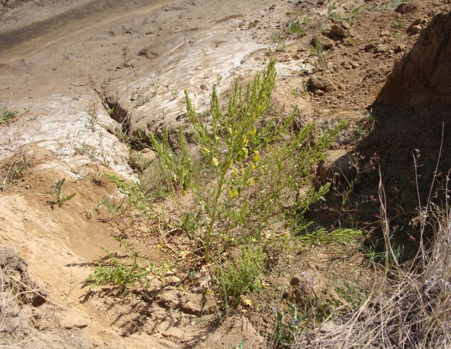 Erismann Elegance 3618-6