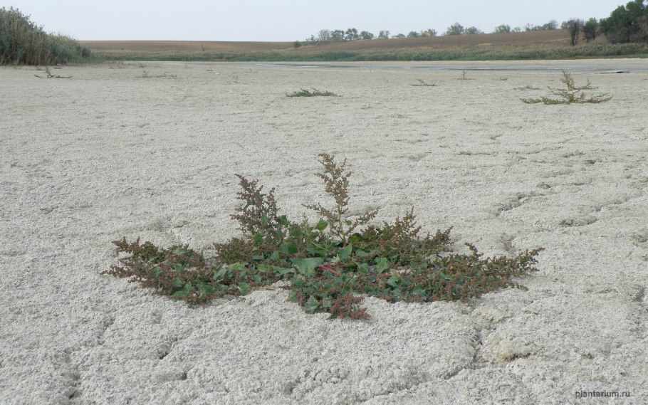 5320-1602512 Цилиндр сцепления главный КАМАЗ