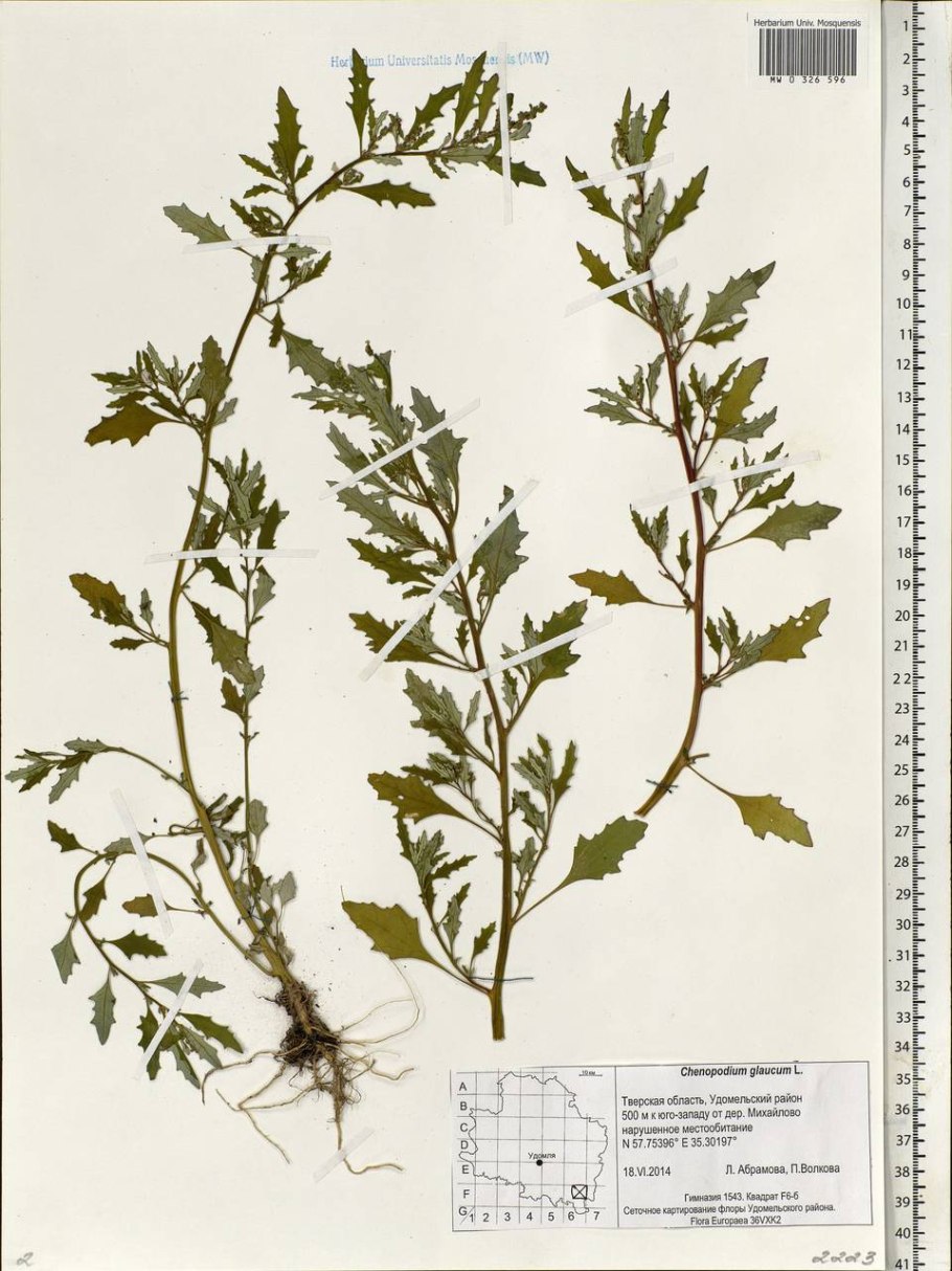 Марь сизая (Chenopodium glaucum)