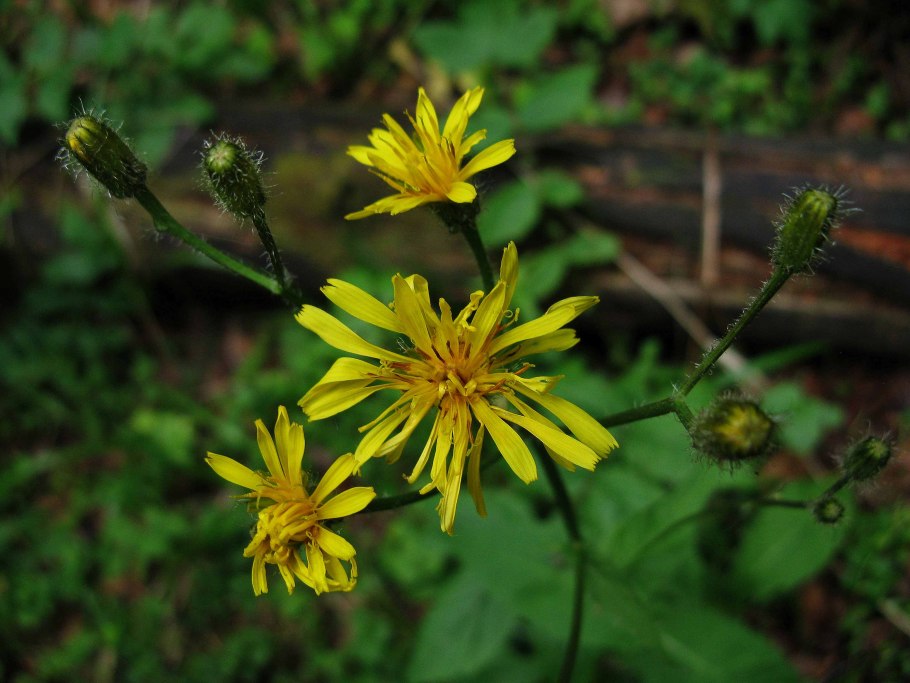 Скерда Болотная Crepis paludosa