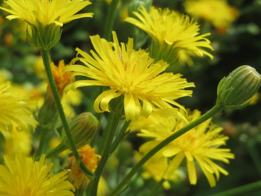 Растение Скерда Сибирская