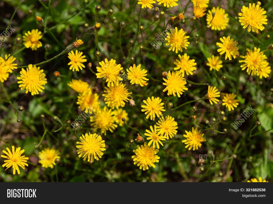Скерда кровельная (Crepis tectorum)