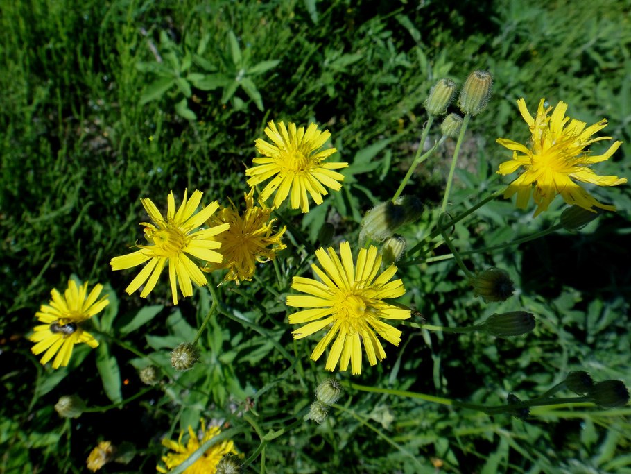 Скерда кровельная (Crepis tectorum)