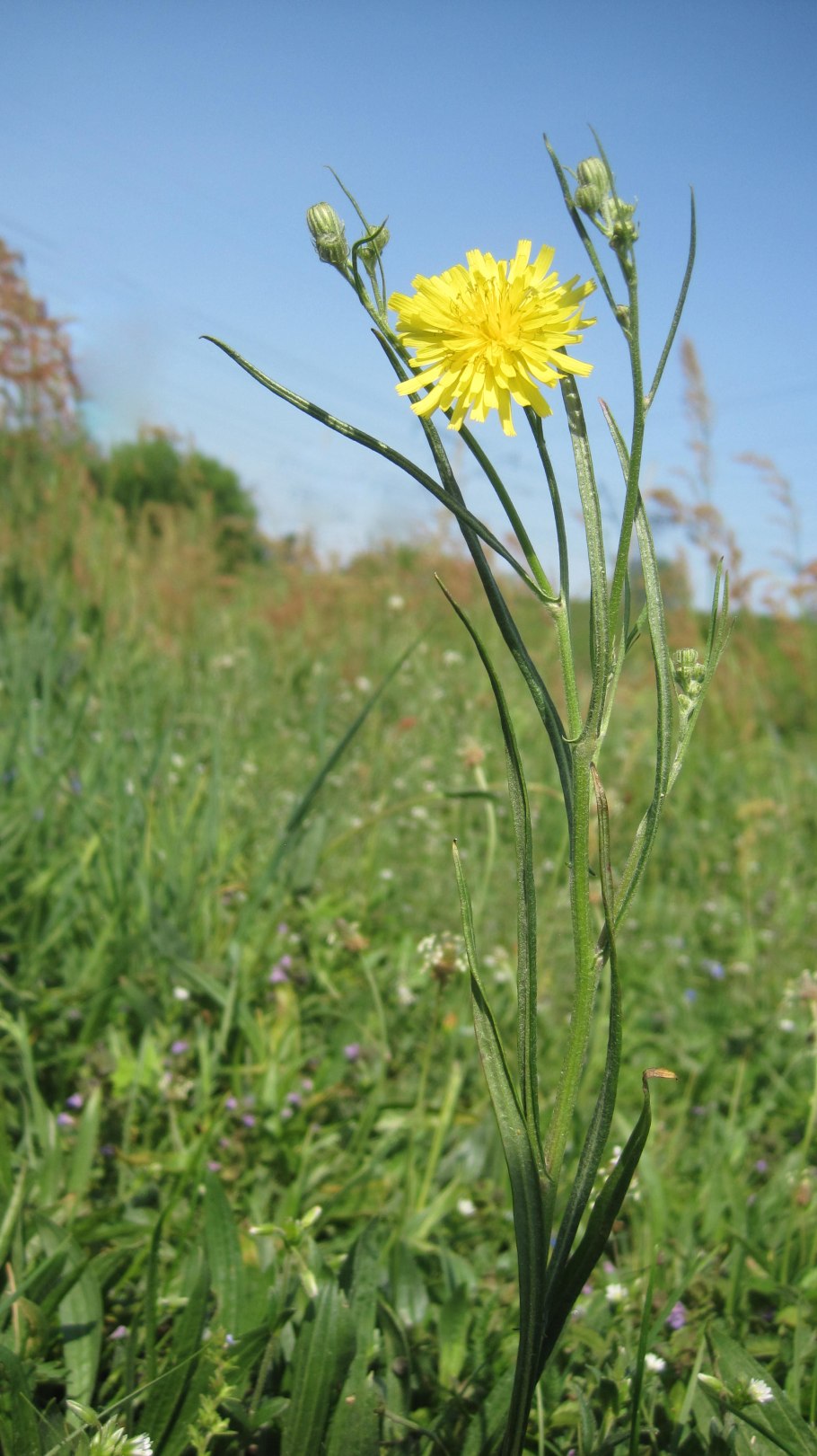 Скерда кровельная (Crepis tectorum)