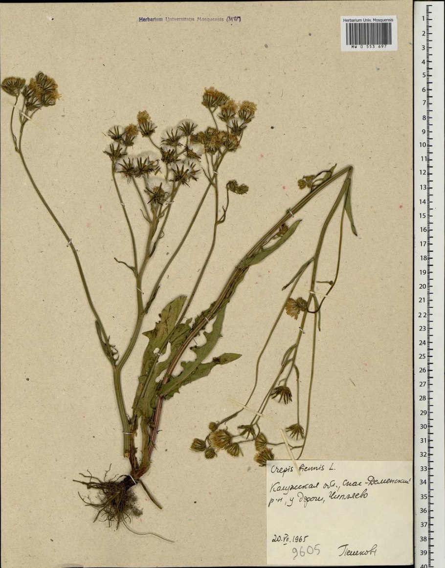 Скерда венгерская crepis pannonica