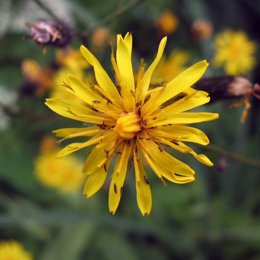 Скерда кровельная (Crepis tectorum)