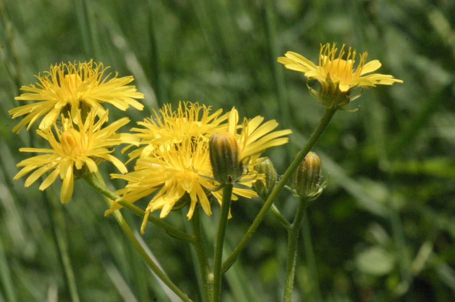 Crepis biennis