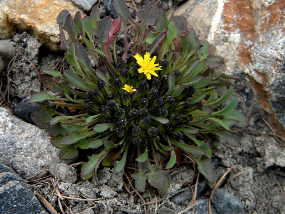 Скерда кровельная всходы