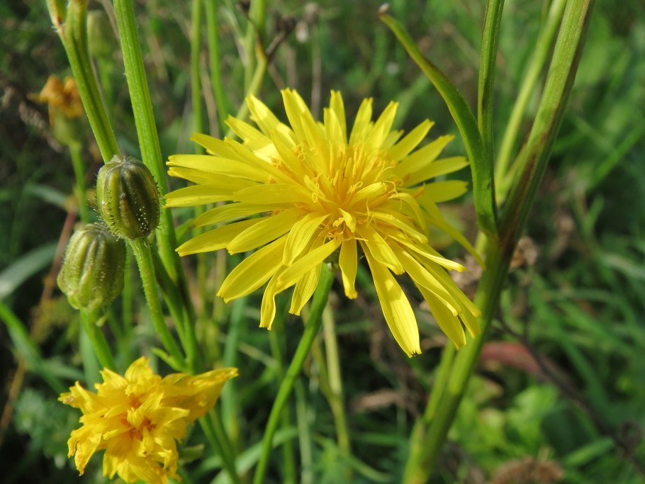 Скерда Болотная