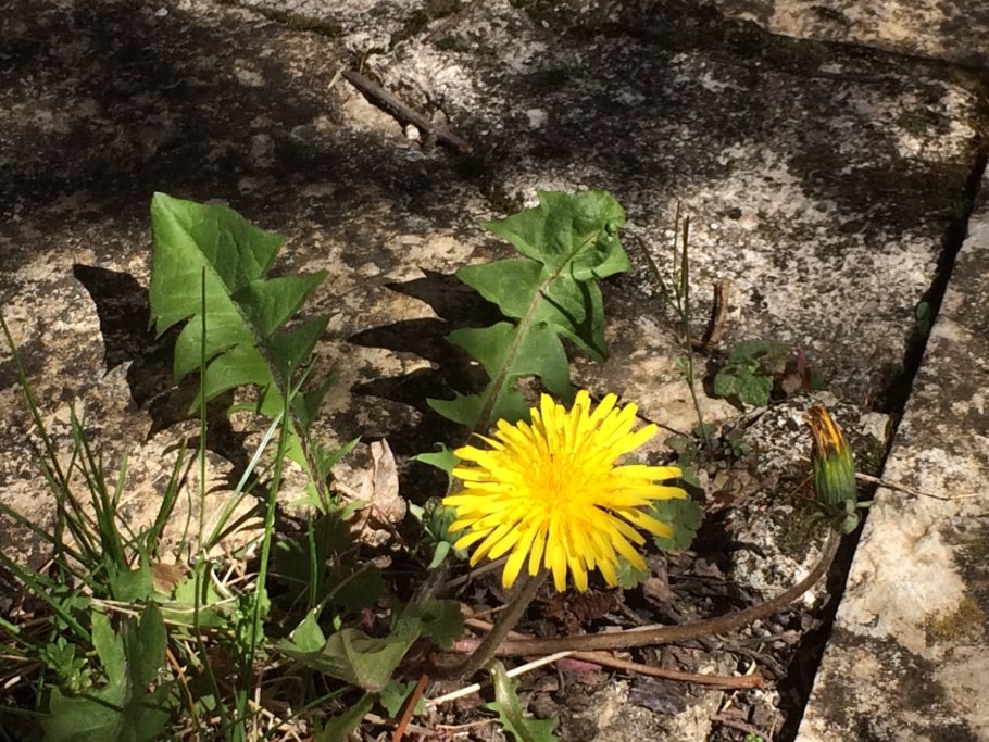 Скерда сибирская