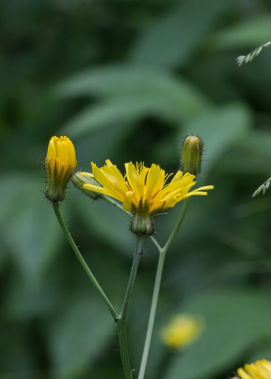Скерда волосовидная Crepis capillaris