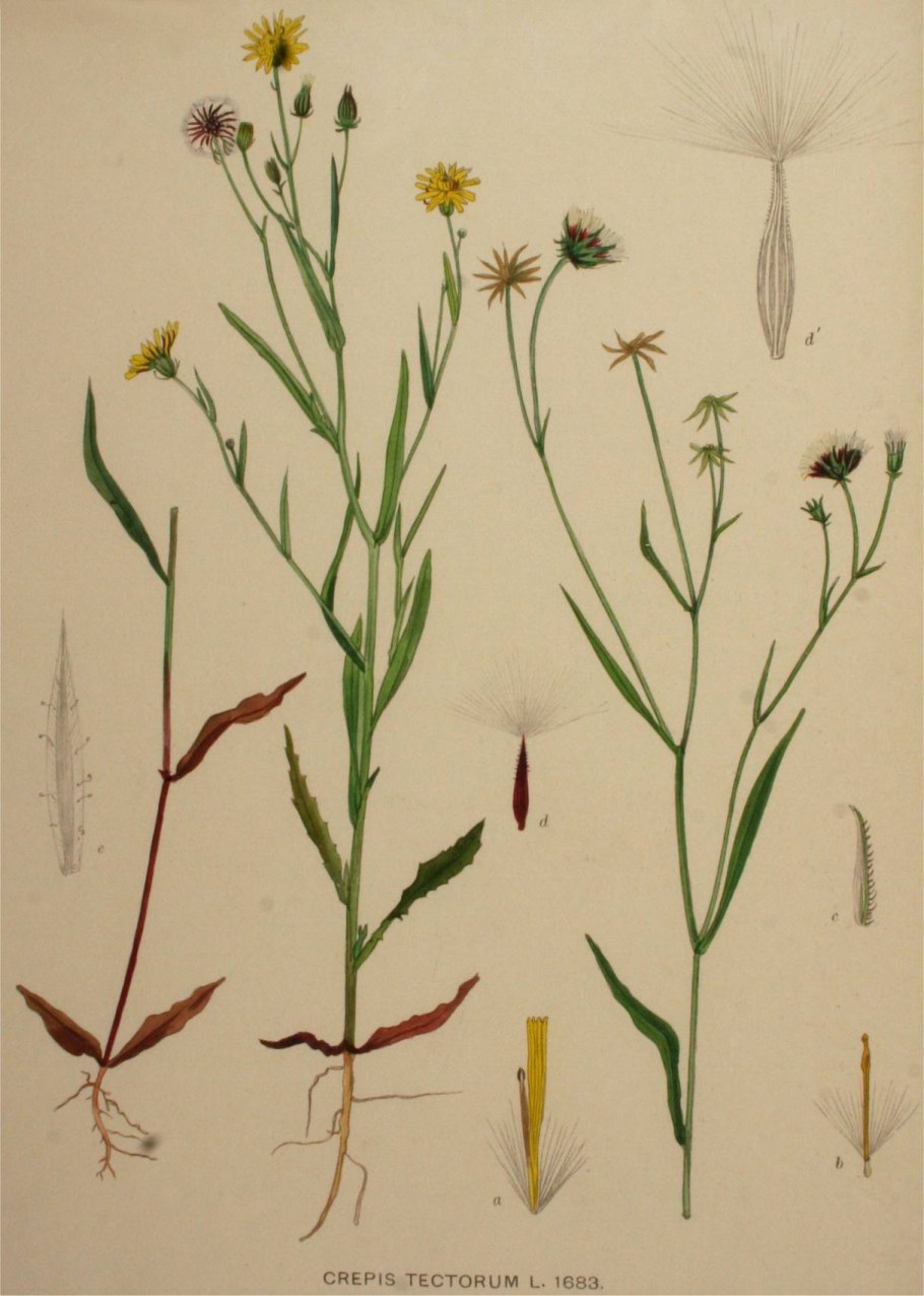 Crepis nicaeensis
