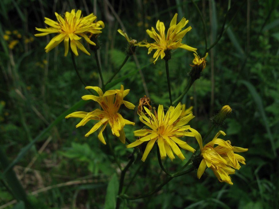 Скерда Сибирская Crepis sibirica