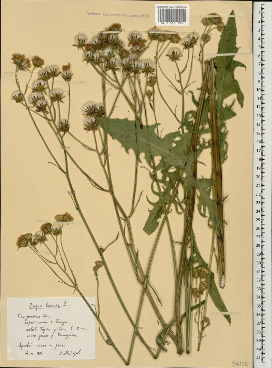 Скерда кровельная гербарий