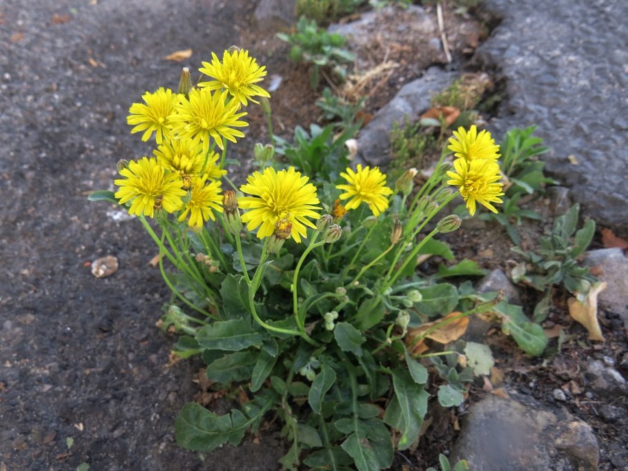Скерда Болотная Crepis paludosa
