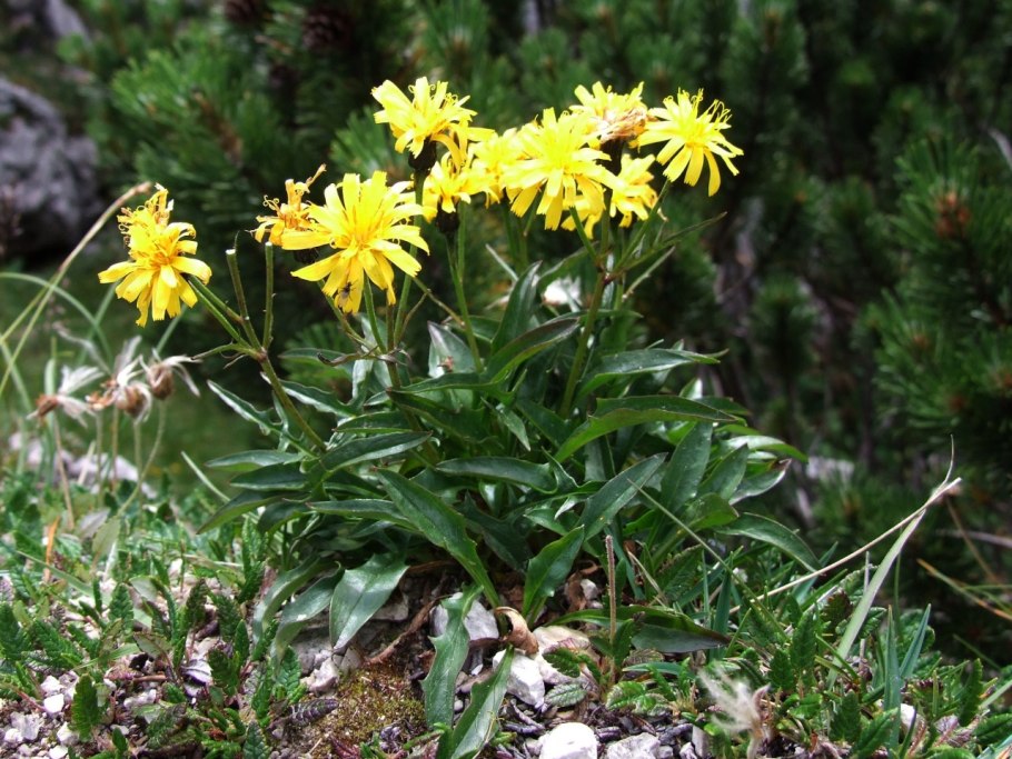 Crepis tectorum