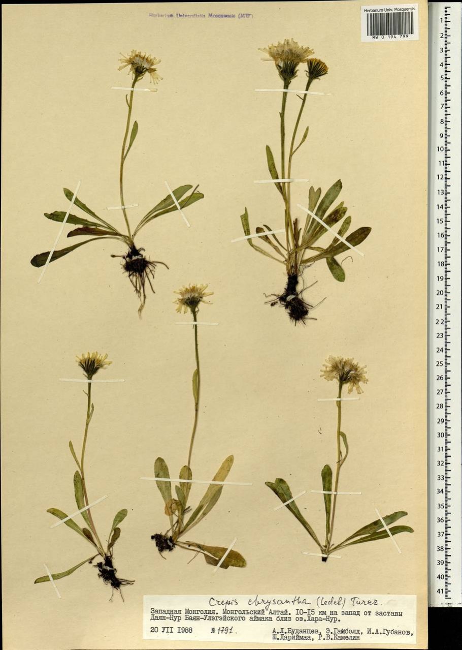 Скерда Сибирская листья