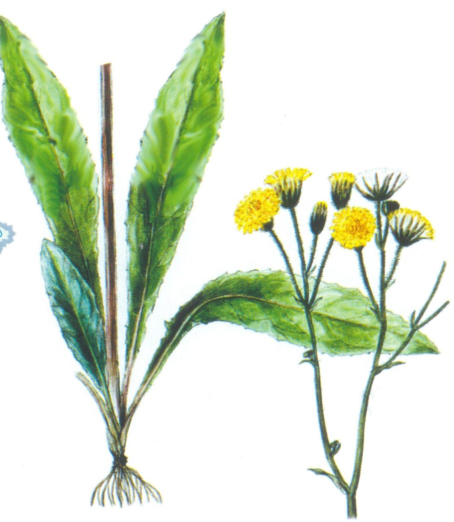 Скерда кровельная