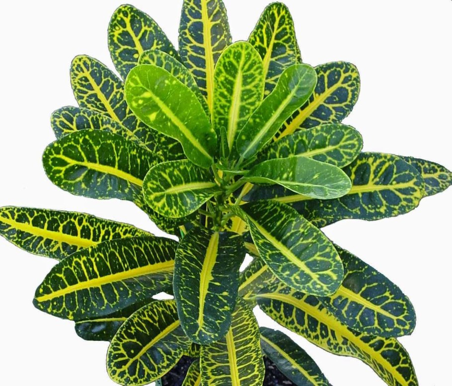 Цветок Кодиеум Кротон