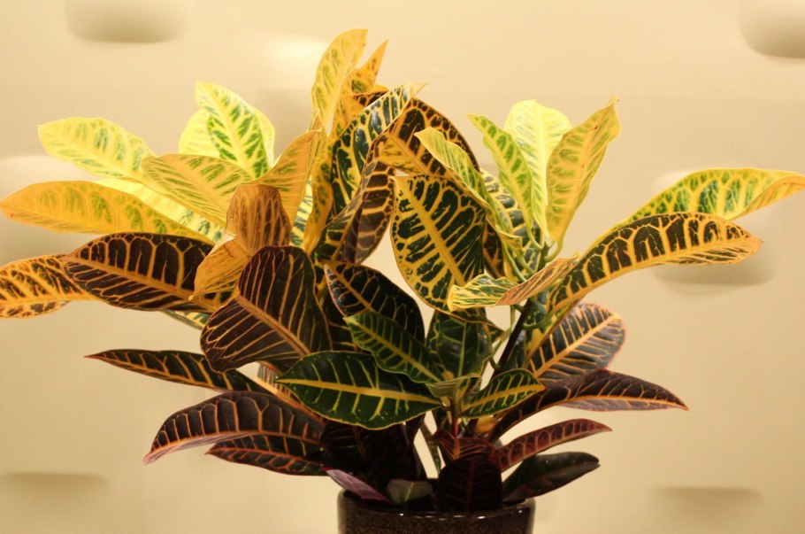 Цветок Кротон Экселент