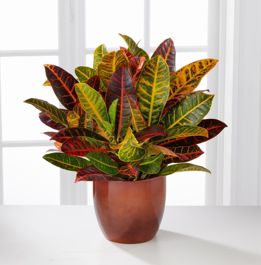 Кодиеум кротон пестрый