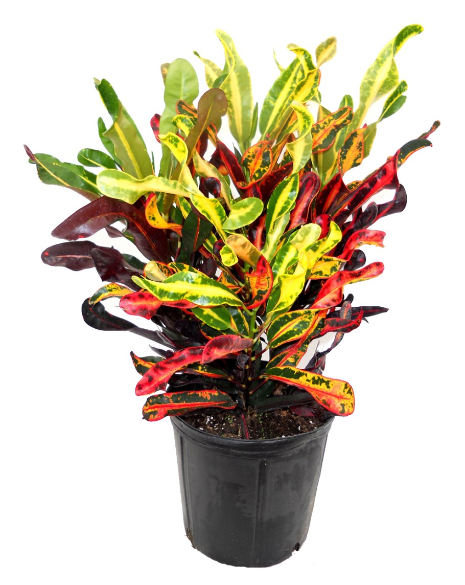 Кротон узколистный цветет