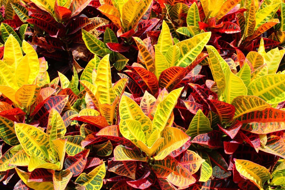 Кодиеум пестрый