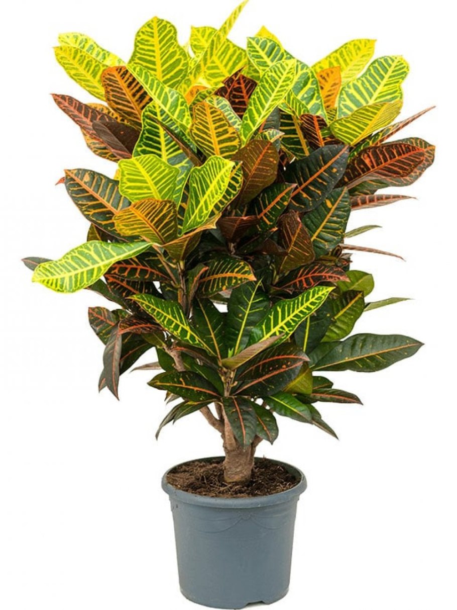 Codiaeum variegatum Кодиеум пестрый