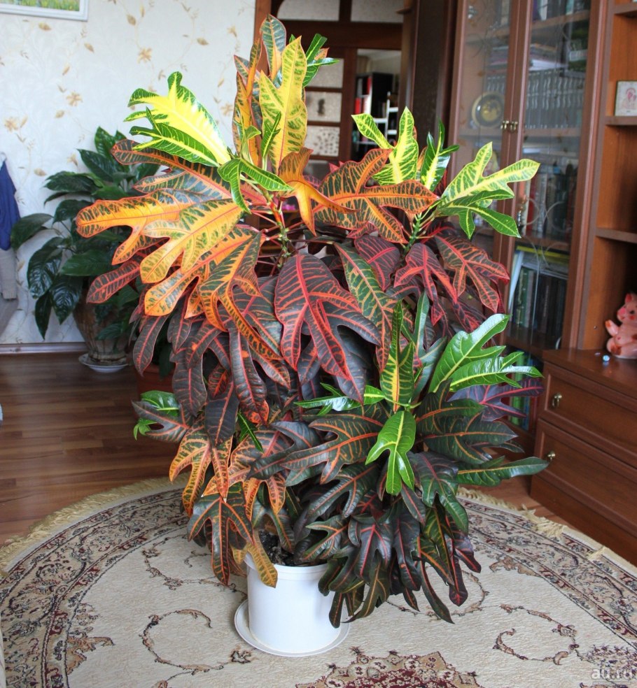 Кротон Кодиеум