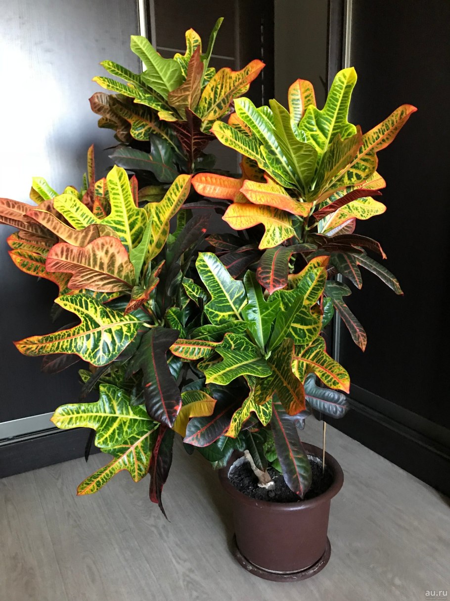 Комнатный цветок Кротон