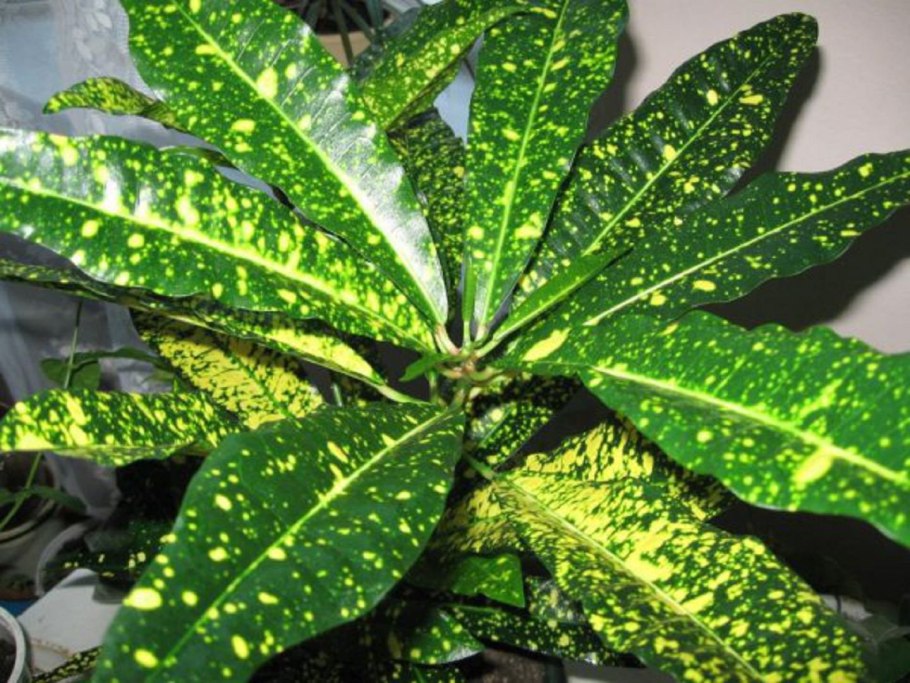 Кодиеум Кротон пестрый