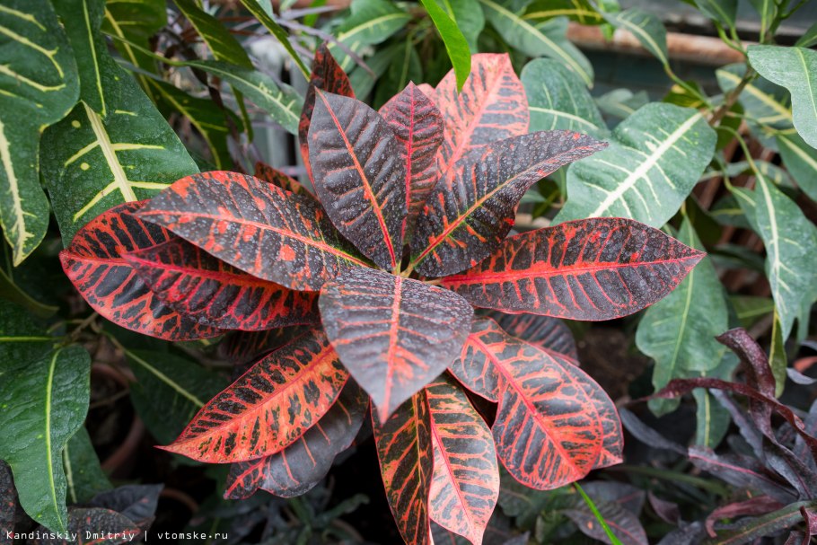 Кротон санхеция