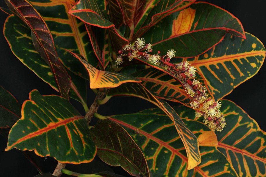 Кротон кодиеум растение