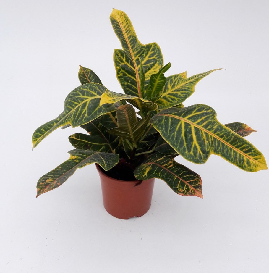 Цветок кротон