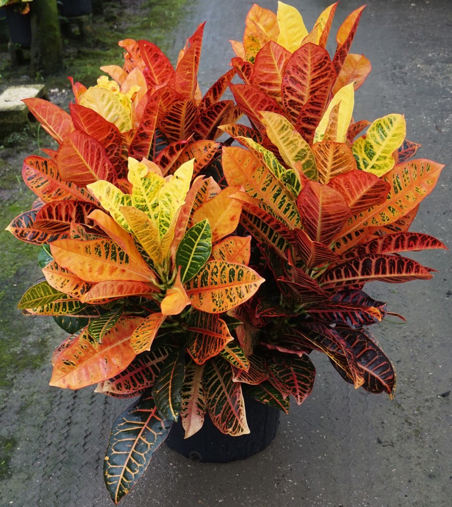 Кодиеум экселент