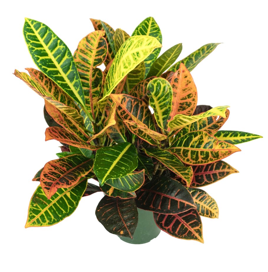 Кротон Кодиеум