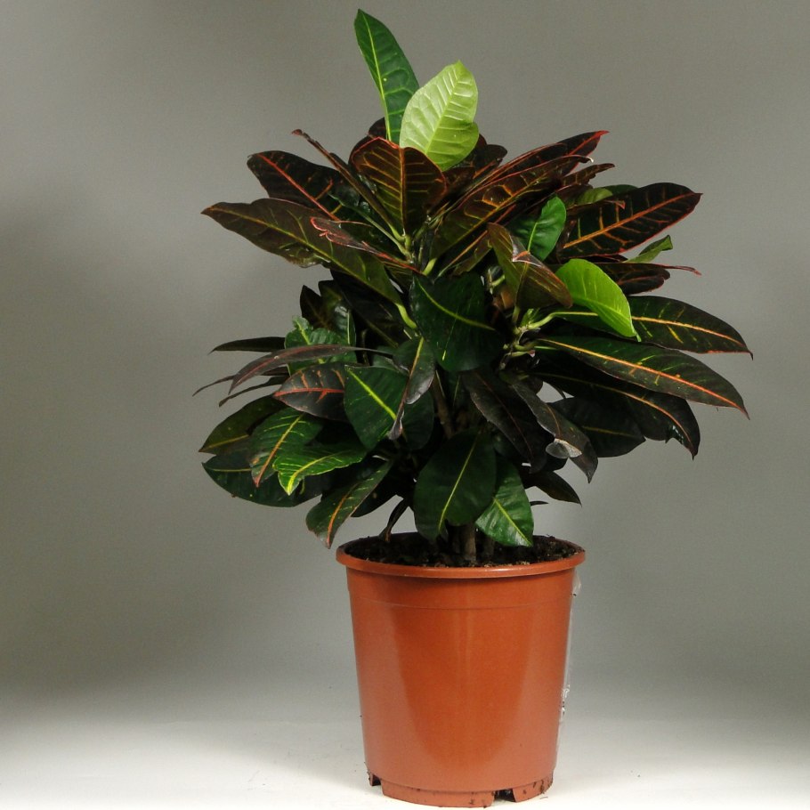 Кодиеум кратон